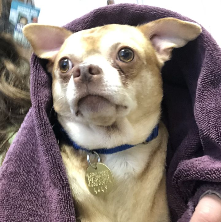 Prancer, an adopted Chihuahua in Oak Ridge, NJ_image-1