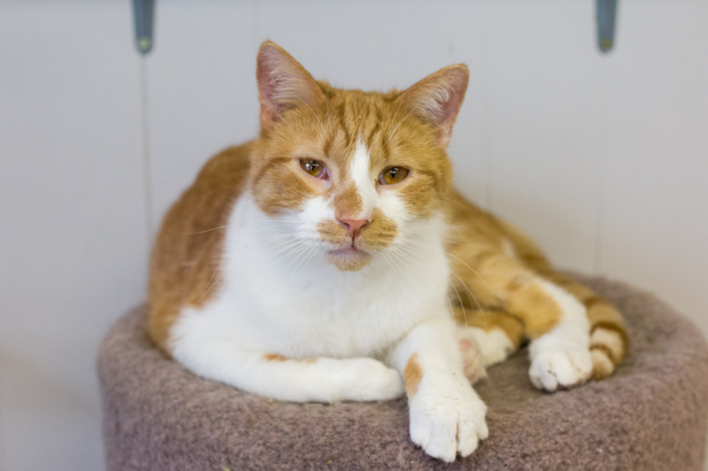 Gomer, an adoptable Domestic Short Hair in Portland, IN, 47371 | Photo Image 1