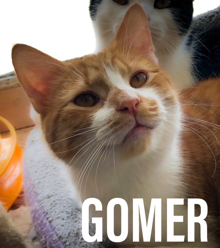 Gomer, an adoptable Domestic Short Hair in Portland, IN, 47371 | Photo Image 2