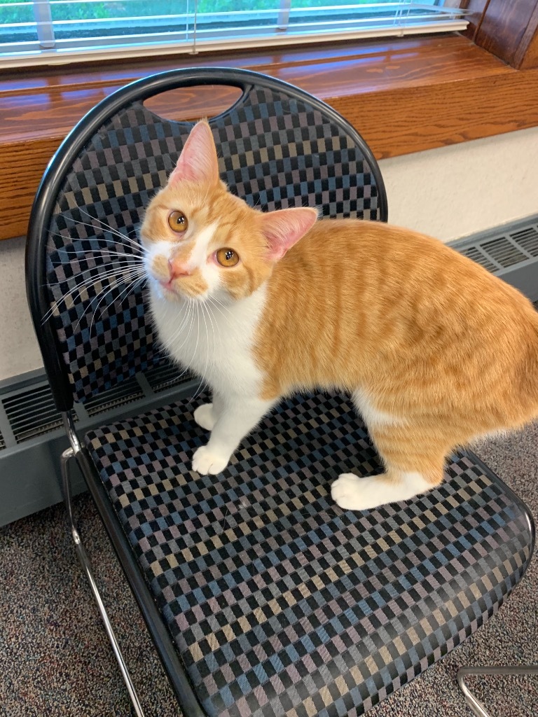 Gomer, an adoptable Domestic Short Hair in Portland, IN, 47371 | Photo Image 3