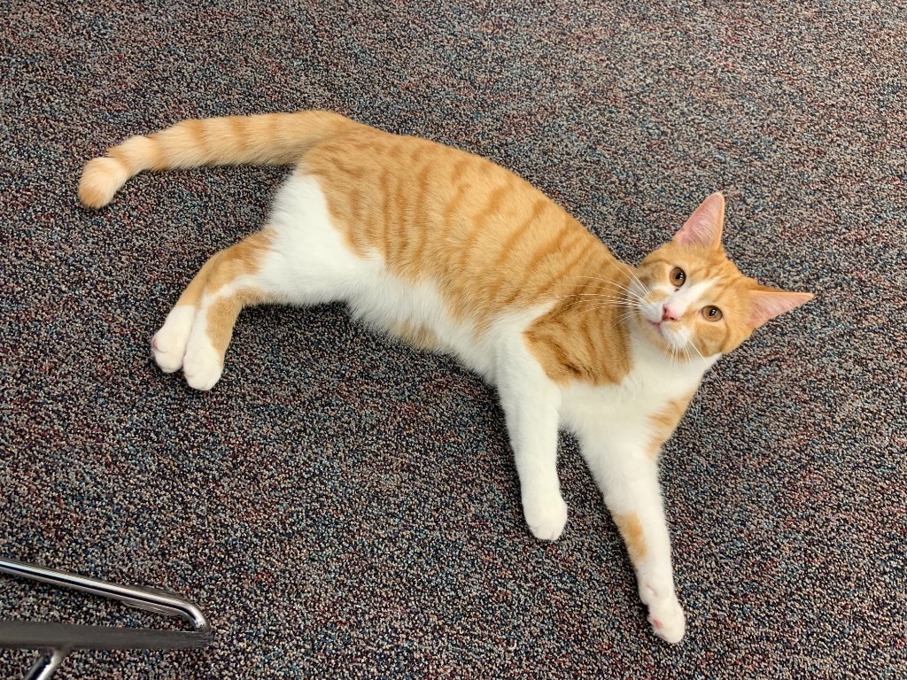 Goober, an adoptable Domestic Short Hair in Portland, IN, 47371 | Photo Image 1