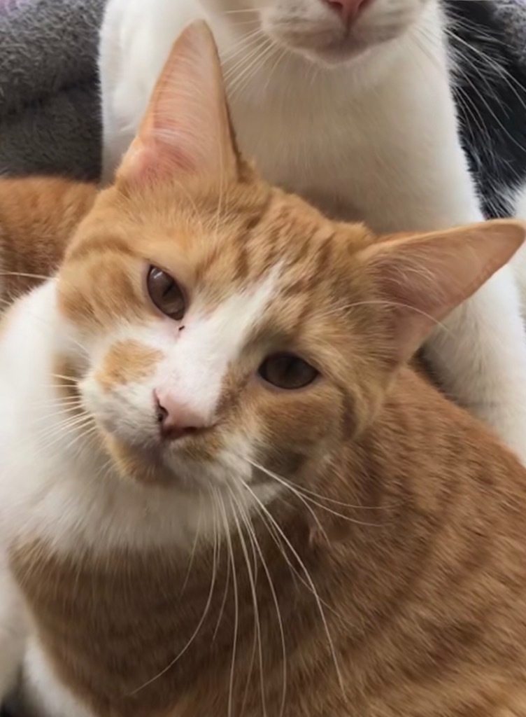 Goober, an adoptable Domestic Short Hair in Portland, IN, 47371 | Photo Image 2