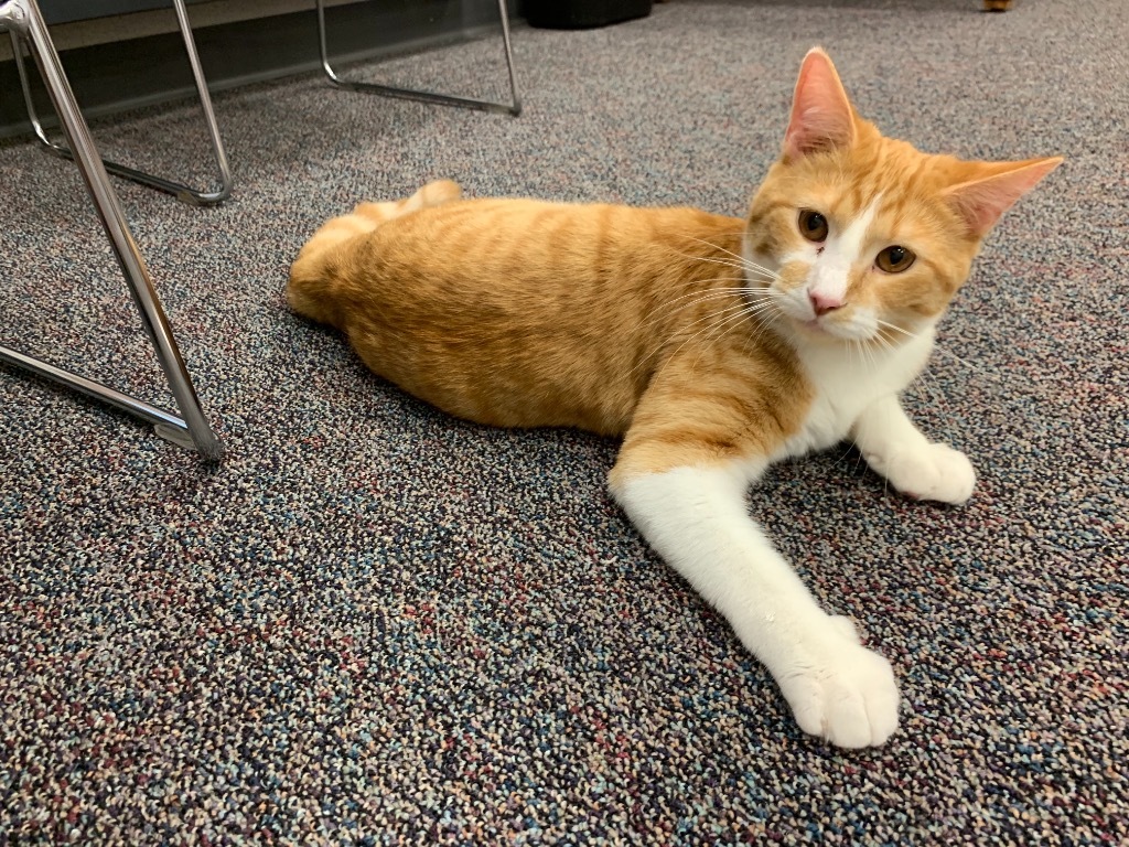 Goober, an adoptable Domestic Short Hair in Portland, IN, 47371 | Photo Image 3