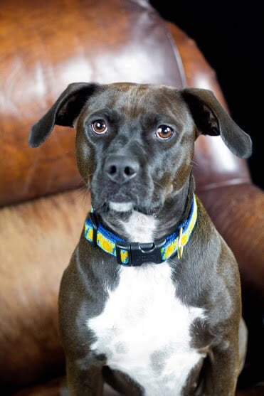 Milu, an adopted Pit Bull Terrier Mix in Eagle, ID_image-5