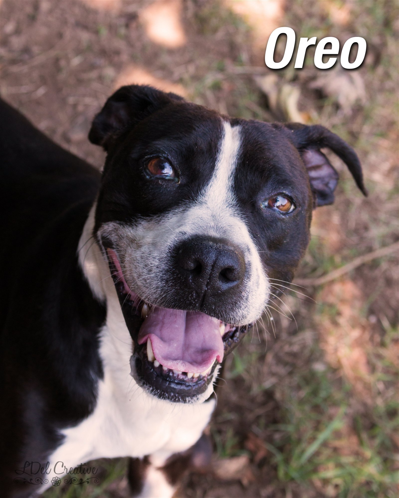 Oreo, an adoptable Terrier in Shreveport, LA, 71119 | Photo Image 1