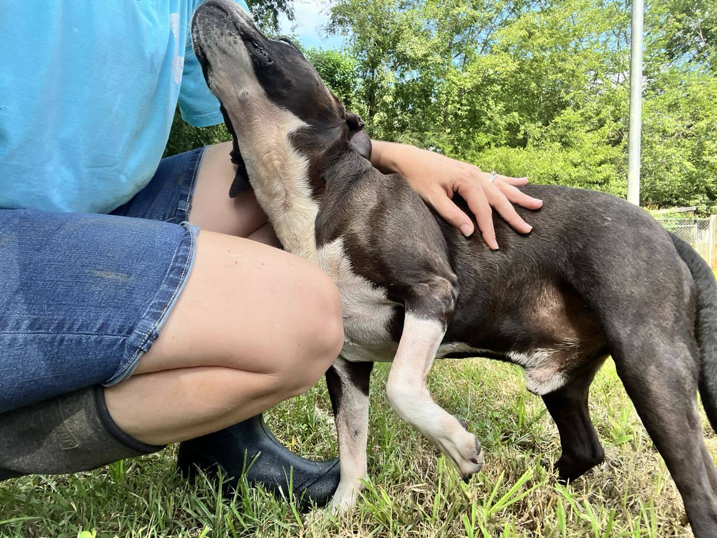 Oreo, an adoptable Terrier in Shreveport, LA, 71119 | Photo Image 1