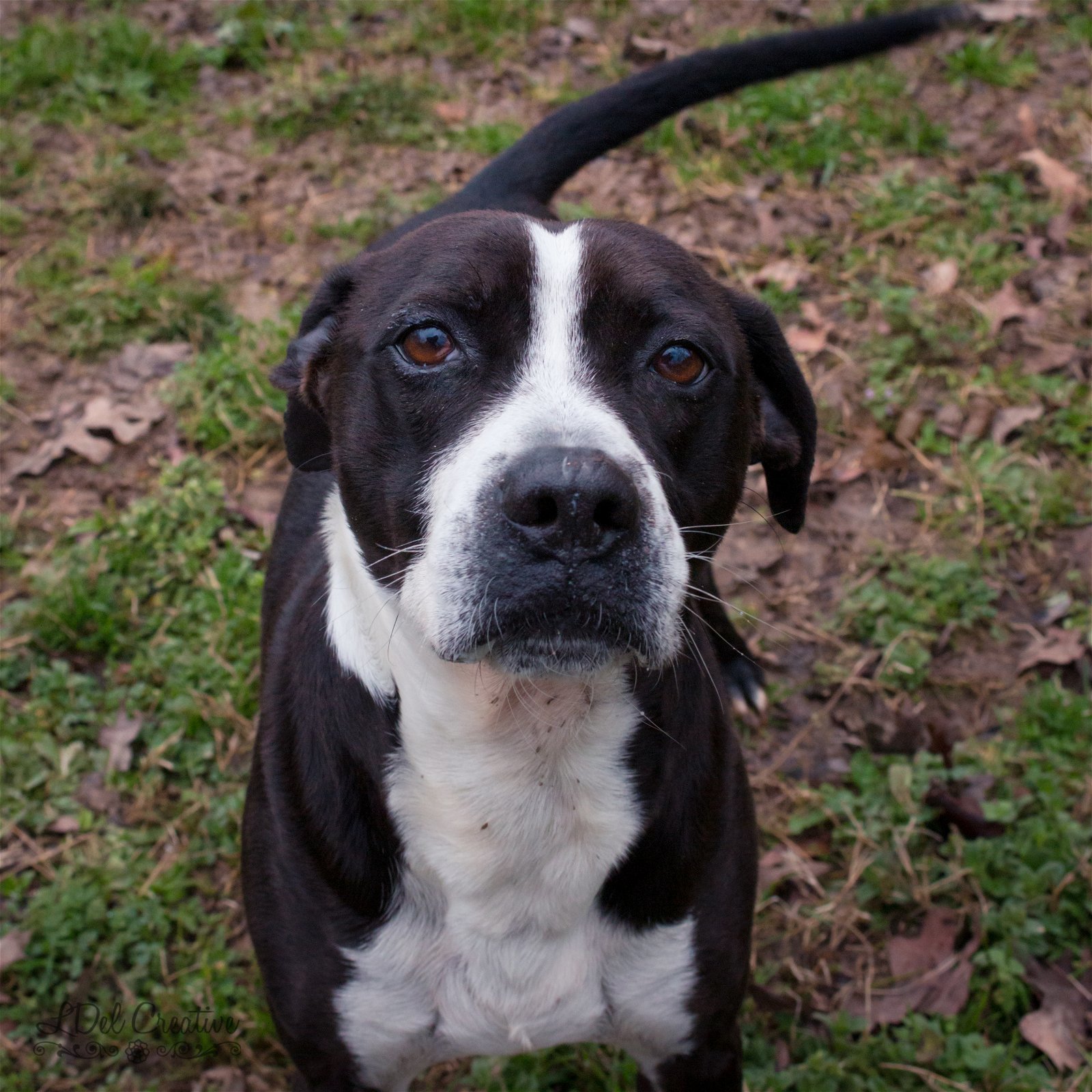 Oreo, an adoptable Terrier in Shreveport, LA, 71119 | Photo Image 2