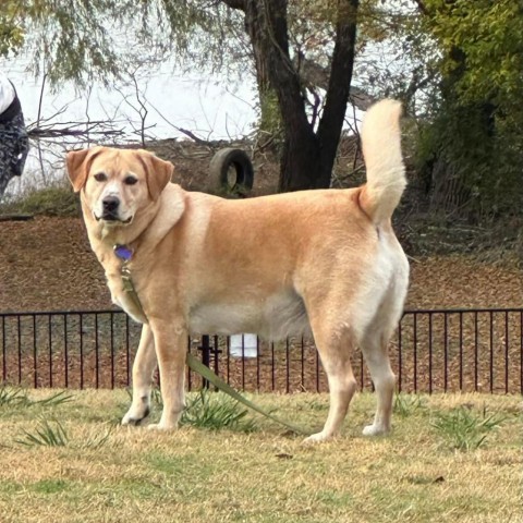 Melly W502, an adoptable Yellow Labrador Retriever in Allen, TX, 75013 | Photo Image 1