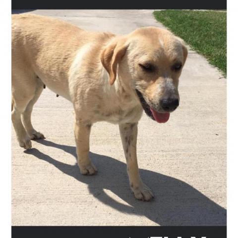 Melly W502, an adoptable Yellow Labrador Retriever in Allen, TX, 75013 | Photo Image 2