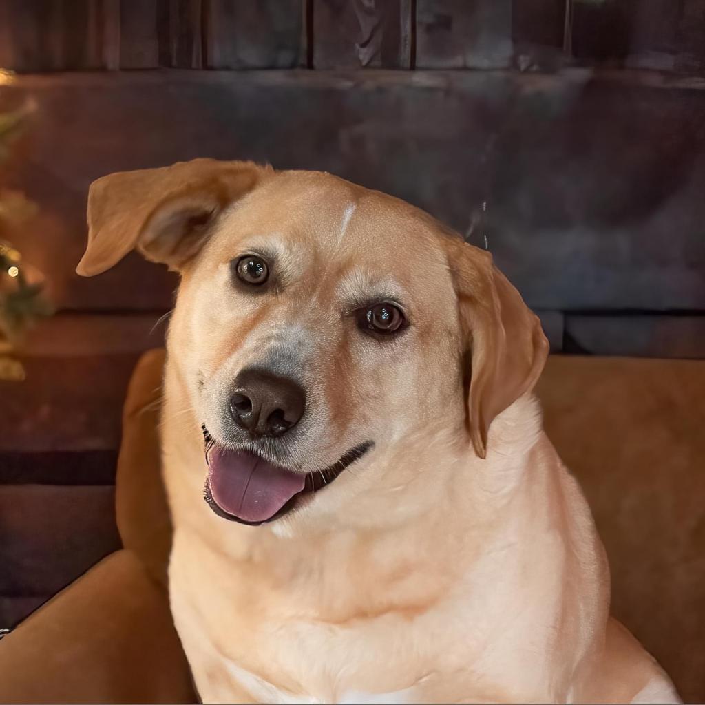 Melly W502, an adoptable Yellow Labrador Retriever in Allen, TX, 75013 | Photo Image 2