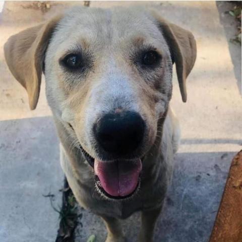 Melly W502, an adoptable Yellow Labrador Retriever in Allen, TX, 75013 | Photo Image 3