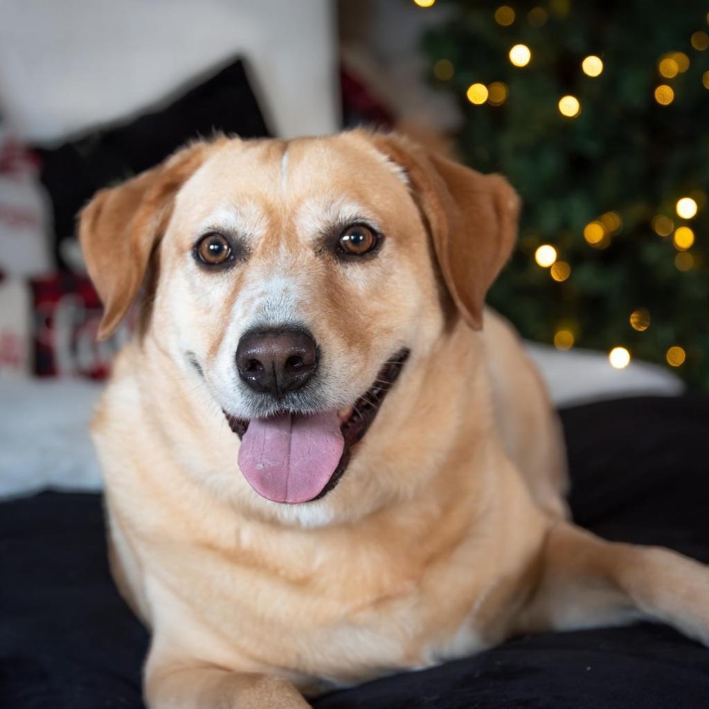 Melly W502, an adoptable Yellow Labrador Retriever in Allen, TX, 75013 | Photo Image 3