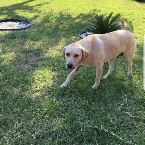 Melly W502, an adoptable Yellow Labrador Retriever in Allen, TX, 75013 | Photo Image 4