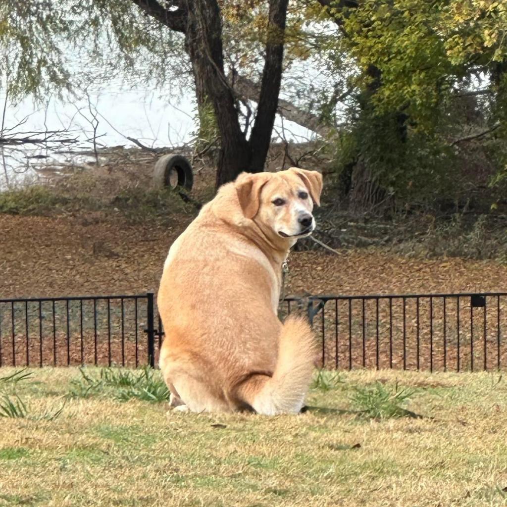 Melly W502, an adoptable Yellow Labrador Retriever in Allen, TX, 75013 | Photo Image 4