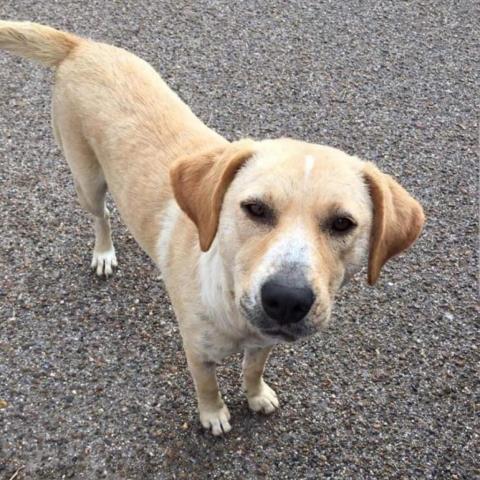 Melly W502, an adoptable Yellow Labrador Retriever in Allen, TX, 75013 | Photo Image 5