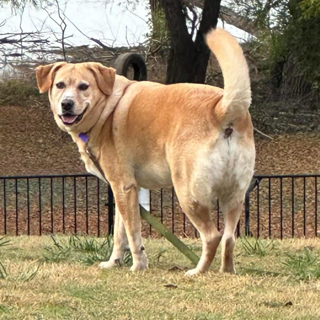 Melly W502, an adoptable Yellow Labrador Retriever in Allen, TX, 75013 | Photo Image 5