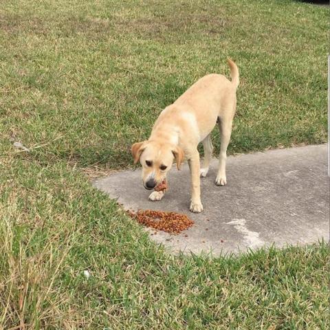 Melly W502, an adoptable Yellow Labrador Retriever in Allen, TX, 75013 | Photo Image 6