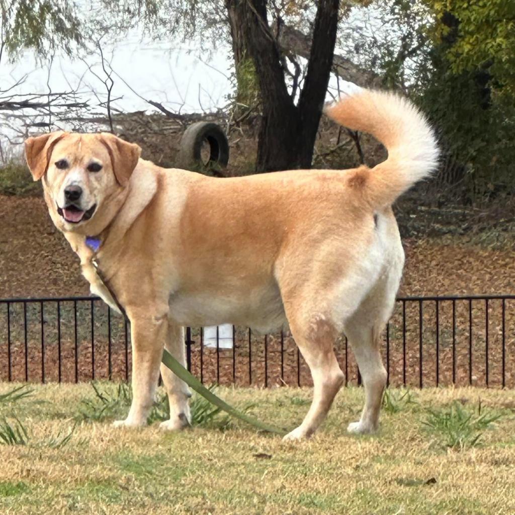 Melly W502, an adoptable Yellow Labrador Retriever in Allen, TX, 75013 | Photo Image 6