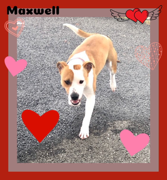 Maxwell, an adopted Terrier Mix in Providence, RI_image-1