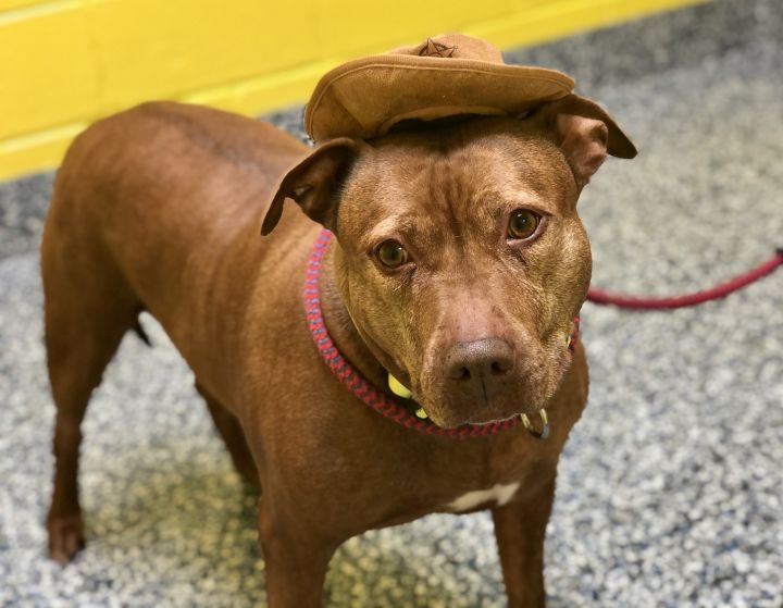 Honey, an adopted Pit Bull Terrier in Jackson, NJ_image-6