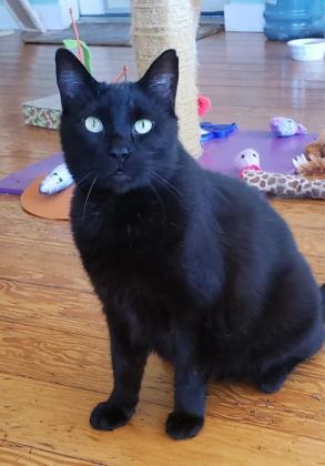 Binx - Lap Cat-Fee Waived, an adopted Domestic Short Hair in Brimfield, MA_image-3