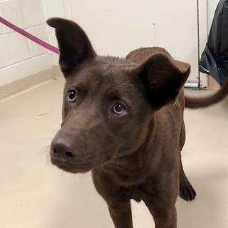 Friso, an adopted Labrador Retriever Mix in Columbia, SC_image-1