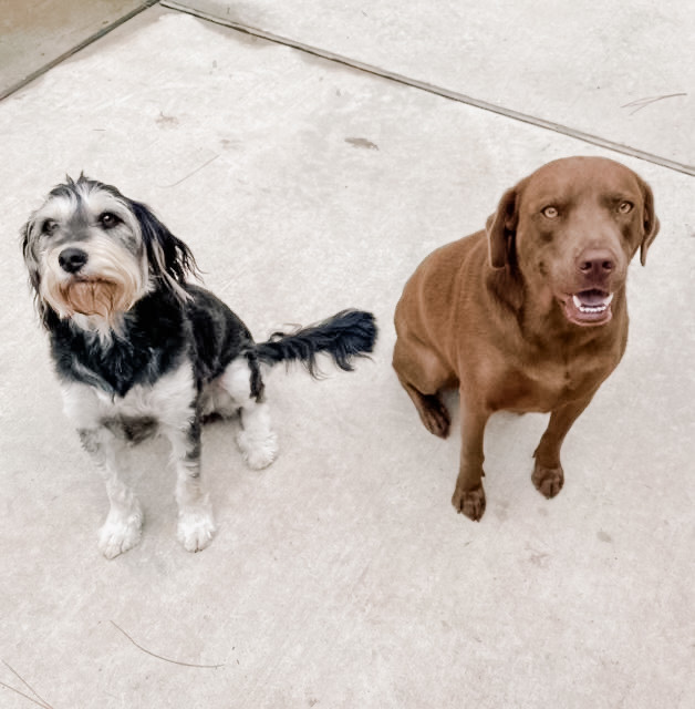Dexter and Bella (Bonded Pair), an adopted Terrier & Labrador Retriever Mix in Brewster , NY_image-4