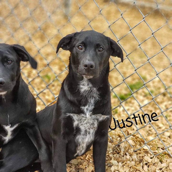 Justine, an adopted Labrador Retriever Mix in Hopkinton, MA_image-2