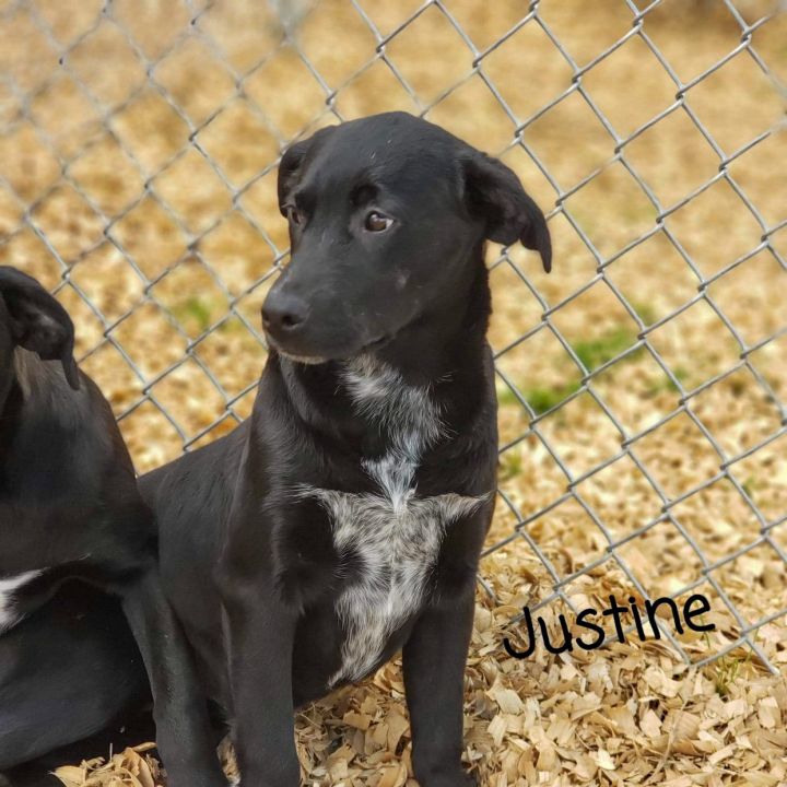 Justine, an adopted Labrador Retriever Mix in Hopkinton, MA_image-3