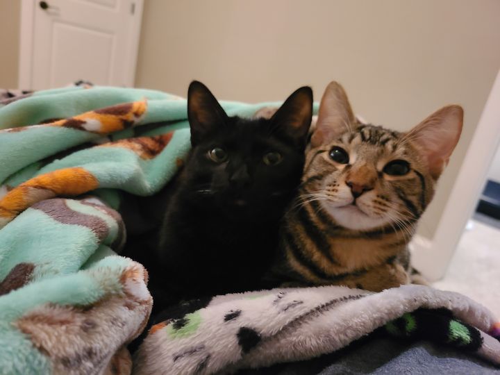 Charlie Brown & Linus, an adopted Domestic Short Hair in Charlotte, NC_image-1