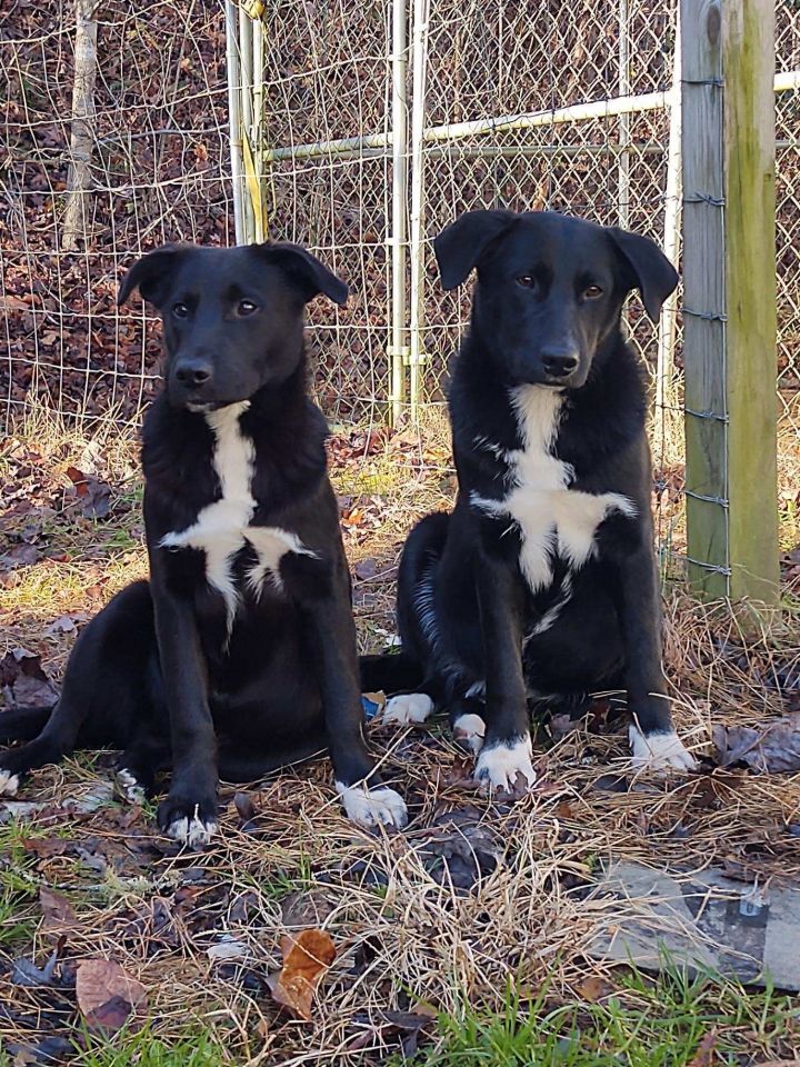 Benjamin, an adopted Labrador Retriever & Border Collie Mix in Woodbury, CT_image-1