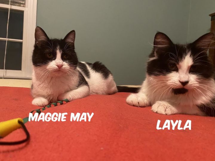 Maggie May & Layla (Eve kittens) 3