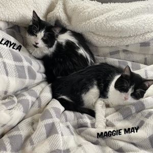 Maggie May & Layla (Eve kittens)