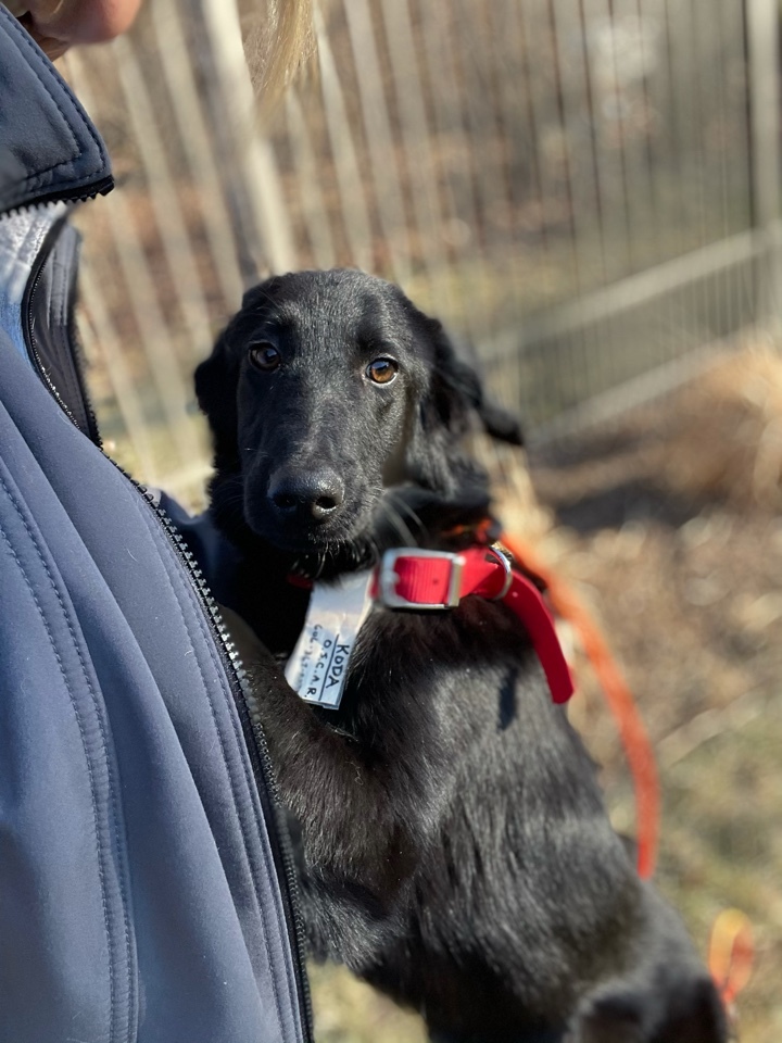 Koda #2, an adopted Border Collie & Flat-Coated Retriever Mix in Sparta, NJ_image-1