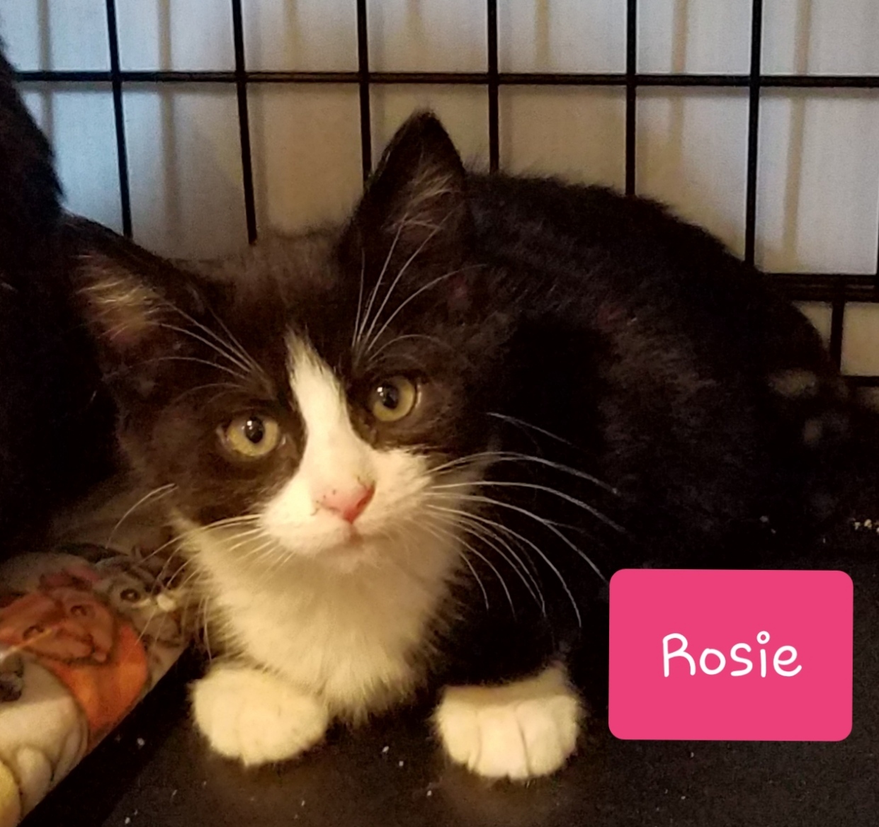 Rosie detail page