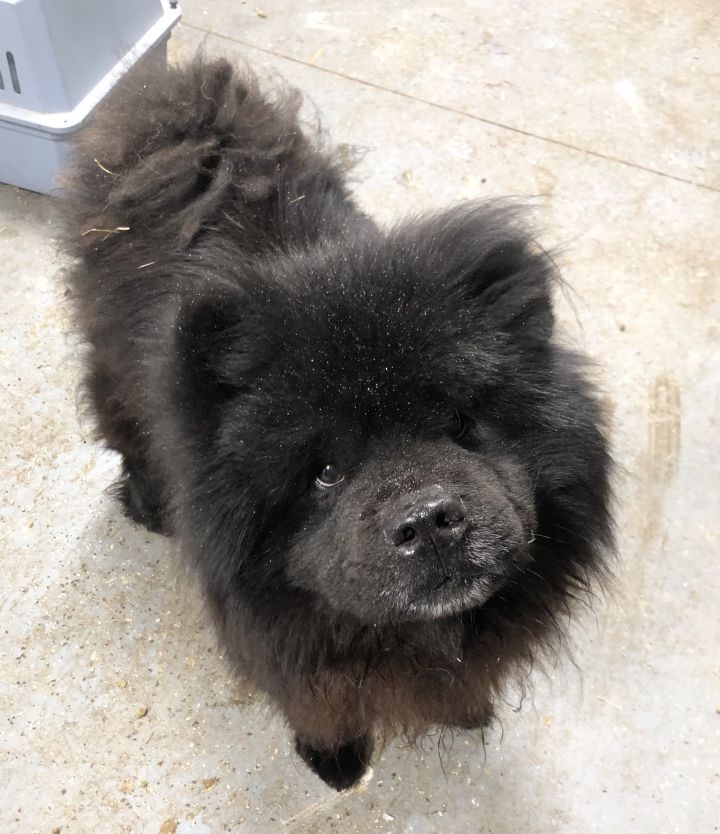 Black Jack, an adopted Chow Chow in North Haven, CT_image-1