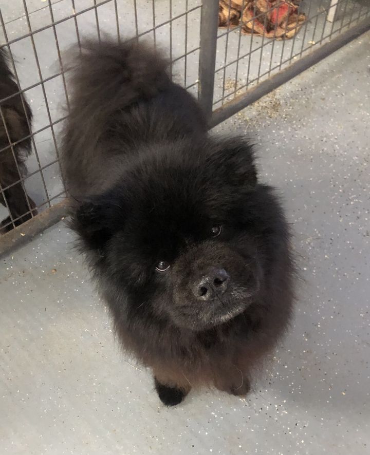 Black Jack, an adopted Chow Chow in North Haven, CT_image-4
