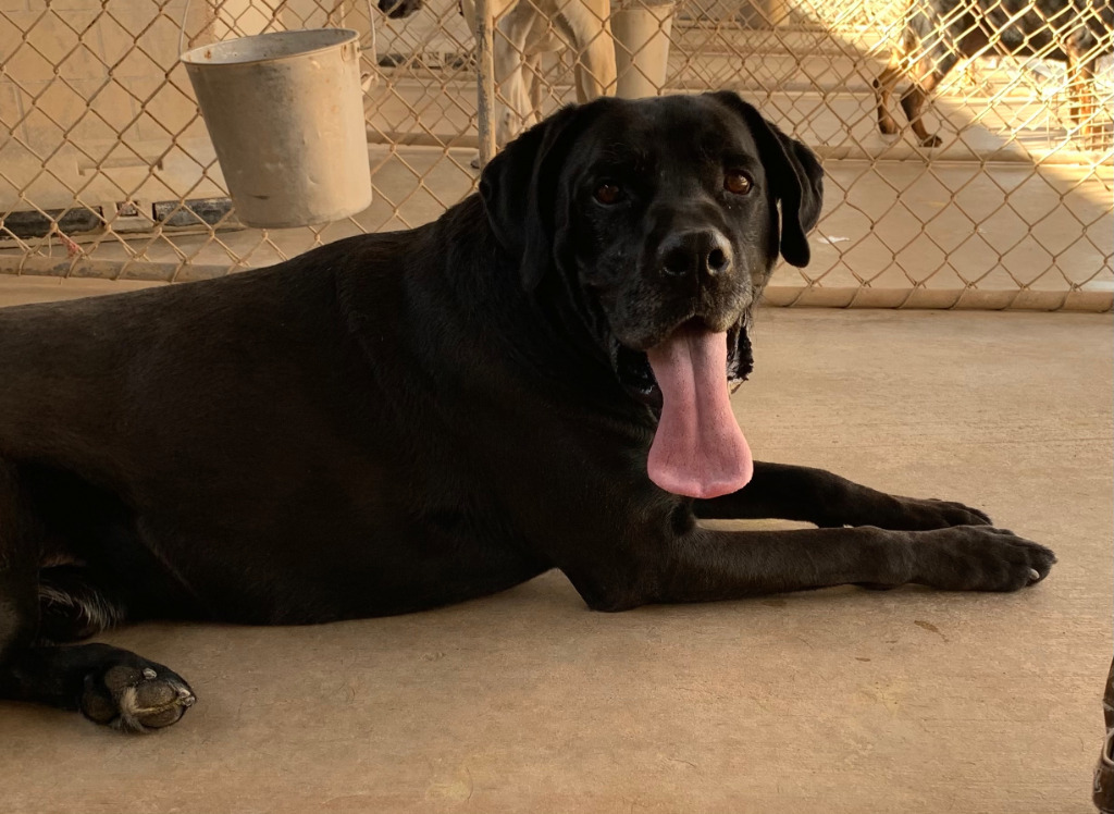 Marshall, an adoptable Labrador Retriever, Great Dane in Midland, TX, 79705 | Photo Image 1