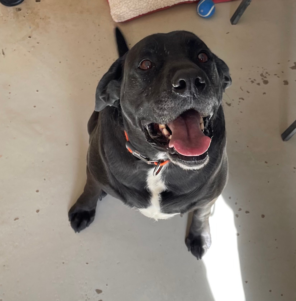 Marshall, an adoptable Labrador Retriever, Great Dane in Midland, TX, 79705 | Photo Image 2