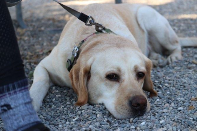 Terry (Purebred Lab)