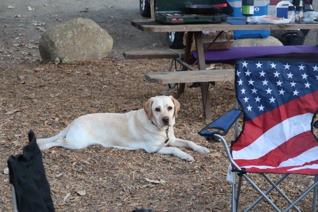 Terry (Purebred Lab), an adopted Labrador Retriever in South Pasadena, CA_image-4
