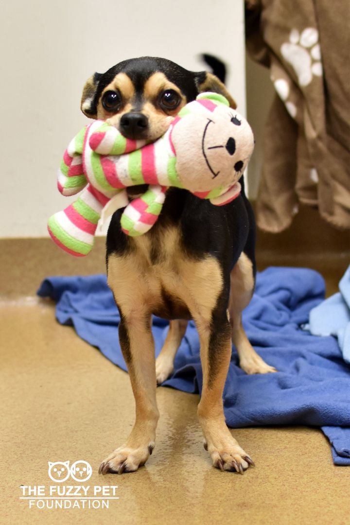 Brody (I LOVE My Toy!), an adopted Miniature Pinscher & Chihuahua Mix in South Pasadena, CA_image-2
