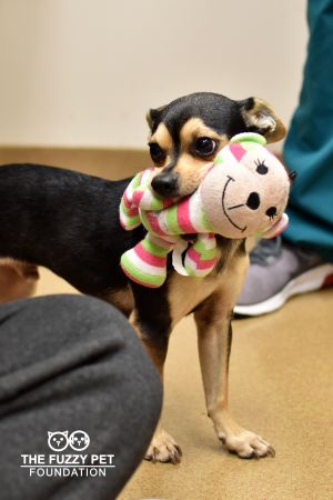 Brody (I LOVE My Toy!)