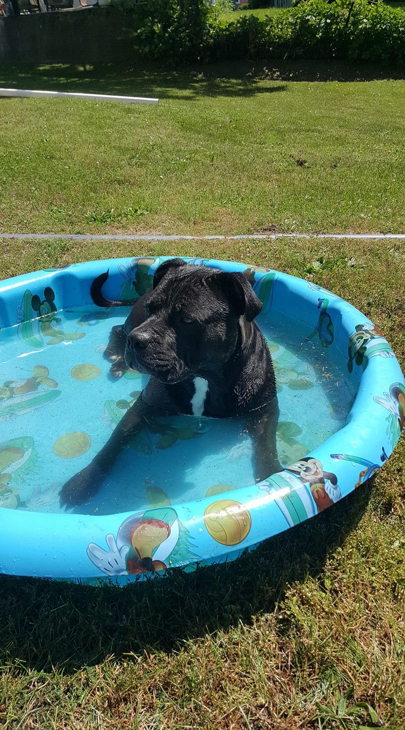 Mugsy, an adoptable American Bulldog, American Staffordshire Terrier in Ontario, NY, 14519 | Photo Image 2