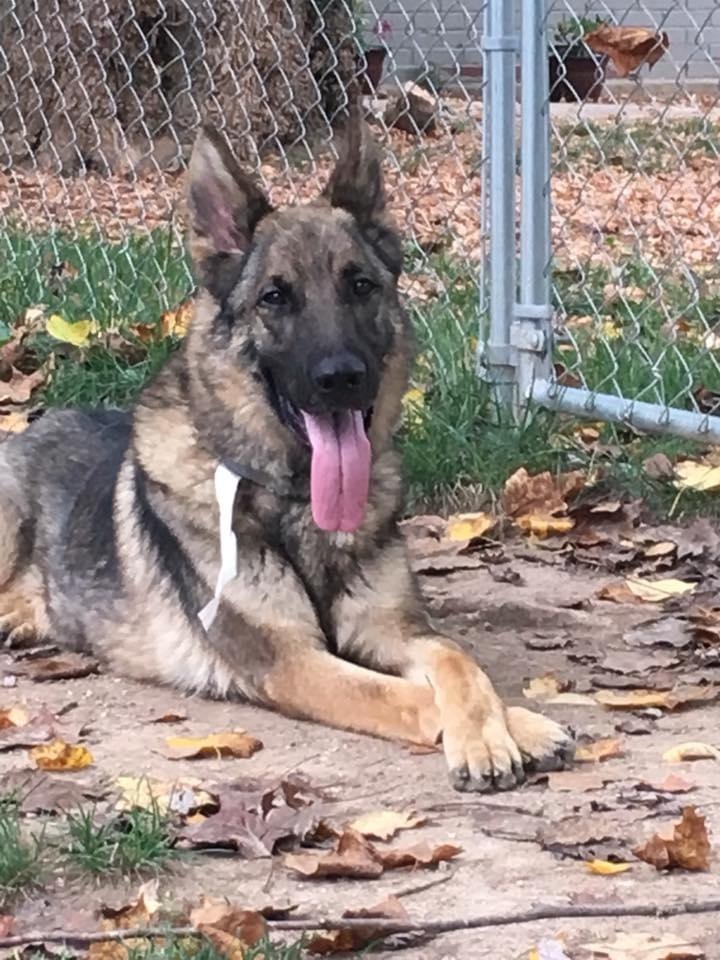 Dog For Adoption Liam A German Shepherd Dog In Jefferson City Mo Petfinder