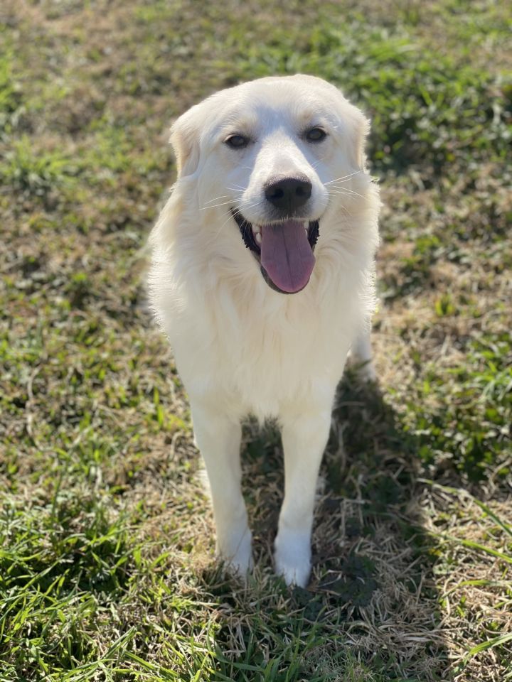 Kelly, an adopted Golden Retriever Mix in New Canaan, CT_image-4