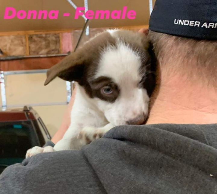 Donna, an adopted Australian Cattle Dog / Blue Heeler Mix in Baldwin, WI_image-2