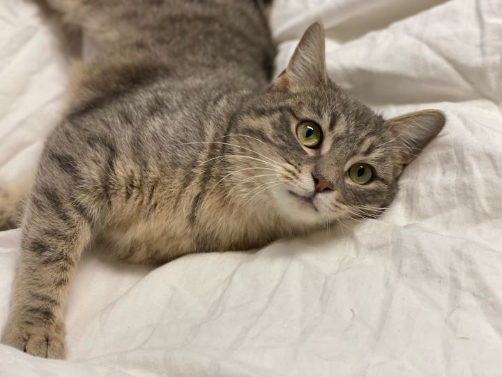 Sky, an adopted Tabby in Prior Lake, MN_image-2
