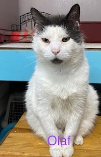 Olaf, an adopted Domestic Short Hair in Manchester, CT_image-2