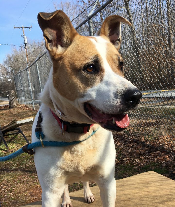 Dog For Adoption Snooki A Labrador Retriever Australian Cattle Dog Blue Heeler Mix In Greensboro Nc Petfinder